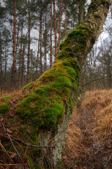 Moss covered Birch tree next to a small ditch in a swampy area