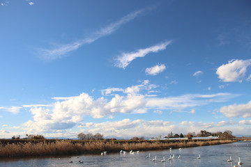 白鳥　栃木県真岡市　五行川