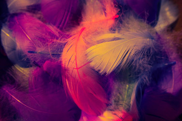 Beautiful abstract purple and blue feathers on black dark background and soft white pink feather texture on white pattern, colorful background