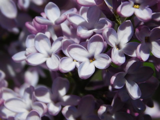 lilac