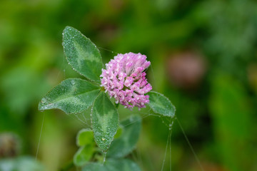 Wiesen-Klee (lat. Trifolium pratense) mit Tautropfen / Morgentau