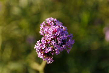 Verbena in the morning under sunlight with macro shooting.