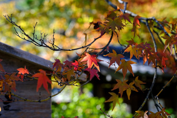 京都大本山天龍寺のもみじの紅葉風景