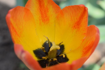 macro photography of spring Tulip