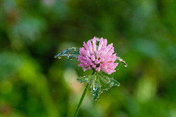 Blüte von Wiesen-Klee (lat. Trifolium pratense) mit Morgentau / Tautropfen