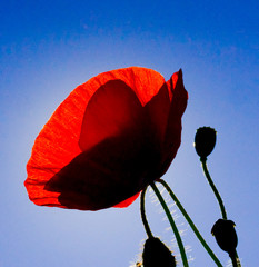 Coquelicot