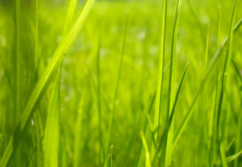 Green grass on green background