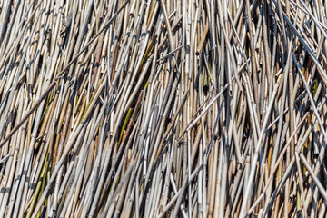 natural background of dry cane