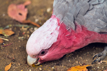モモイロインコ