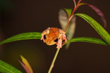 Harlequin Tree Frog (Rhacophorus pardalis) in Borneo, Malaysia   ヒョウトビガエル