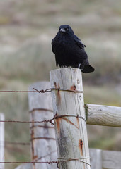 Crow on fence
