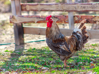Rooster and chicken walking in the yard on the green grass.
