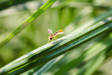 eine Schwebfliege sitzt auf Grashalmen