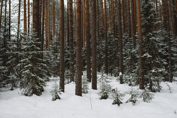 Winter forest landscape.