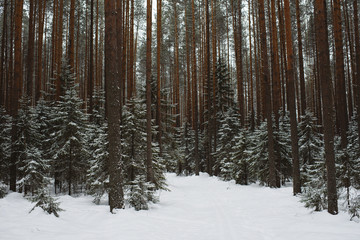 Obraz na płótnie Canvas Winter forest landscape.