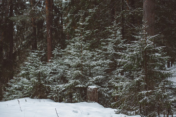 Winter forest landscape.