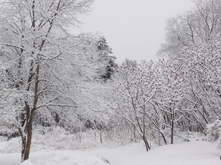 trees in snow