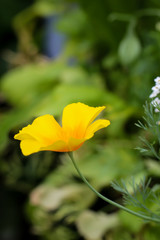 eine Amerikanische Mohnblume, Macro einer gelben Blüte
