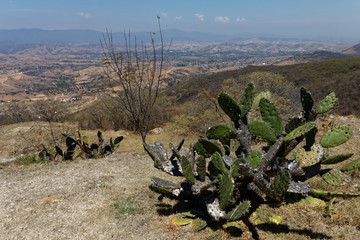 Sucholubna roslinność Meksyku
