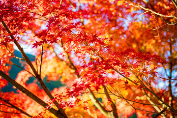 紅葉ロード【福岡県東峰村】