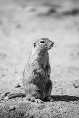 European ground squirrel, Spermophilus citellus, aka European souslik. Small cute rodent in natural habitat sitting on its hind legs