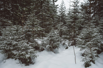 Winter forest landscape.