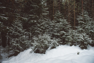 Winter forest landscape.
