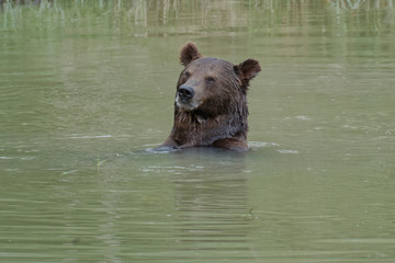 Obraz premium Ours brun