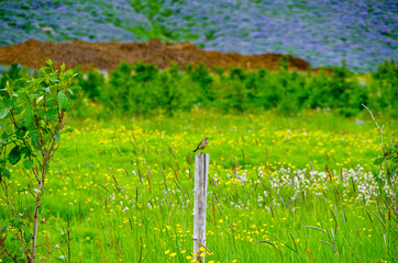 Small local bird on wood pole with blooming meadow gras an lush Iceland nature in background