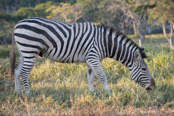 Plains zebra, also known as the common zebra  in Kruger National Park.or Burchell's zebra, (Equus quagga, formerly Equus burchellii)