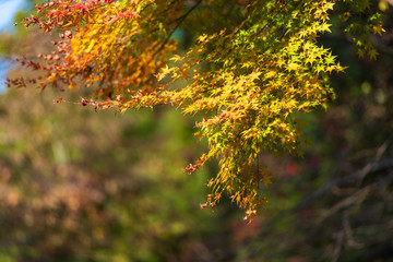 紅葉ロード【福岡県東峰村】