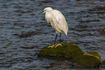 Little egret on a rock