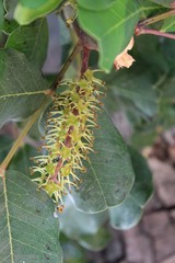 Widely cultivated as an ornamental plant, the Carob Tree, Ceratonia Siliqua, planted here in Palm Springs, is originally native to the Mediterranean.