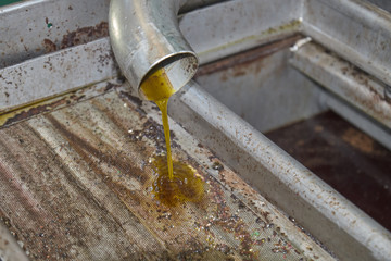 Spanish olive oil process in factory