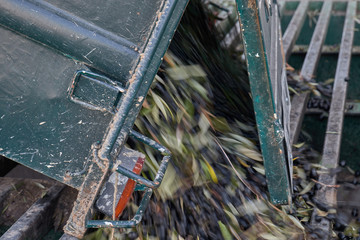 Spanish olive oil process in factory