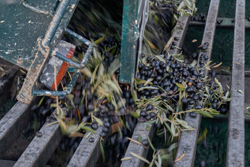 Spanish olive oil process in factory
