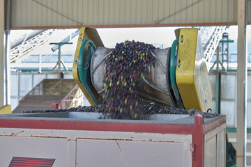Spanish olive oil process in factory