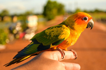 beautiful little parrot on hand.