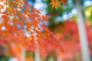 紅葉ロード【福岡県東峰村】