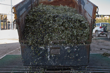 Spanish olive oil process in factory dropping the olives for the beginning of the factory process