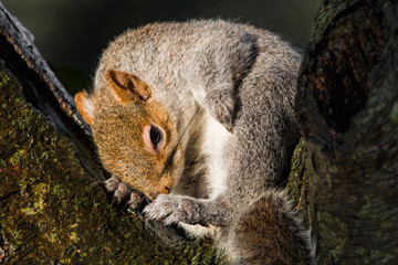 Grey squirrel on a tree