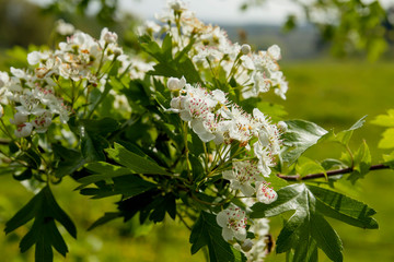 crataegus monogyna white springtime flowers