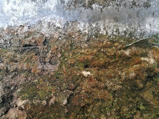 dirty wall texture with moss. old wall covered by moss