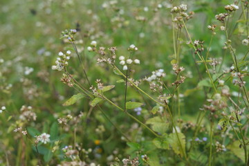 flowers in the garden