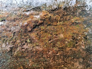 dirty wall texture with moss. old wall covered by moss