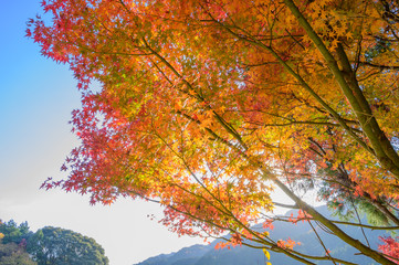 紅葉ロード【福岡県東峰村】