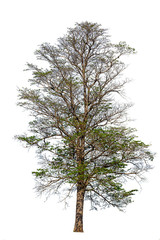 Big tree isolated on a white background