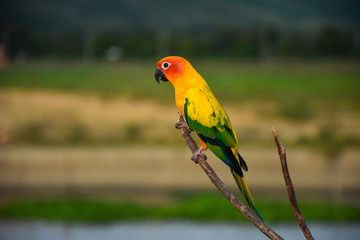 Beautiful parrot on branches.
