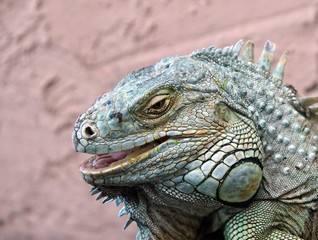 Grüner leguan (iguana iguana)