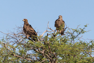 Aigle ravisseur,.Aquila rapax , Tawny Eagle